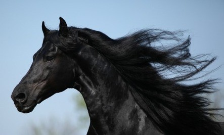 30 Top Pictures Black Stallion Movie Horse : Amazon.com: The Black Stallion , American Black Beauty ...